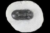 Paralejurus Trilobite Fossil - Very Nice Specimen #86751-1